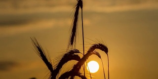 太阳升起时，T/L 8K拍摄一颗麦穗