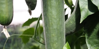 新鲜成熟的黄瓜在温室录像