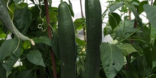 新鲜成熟的黄瓜在温室录像