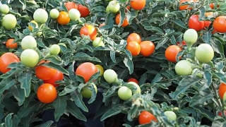 新鲜成熟的红樱桃西红柿在温室录像视频素材模板下载