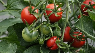新鲜成熟的红番茄在温室录像视频素材模板下载