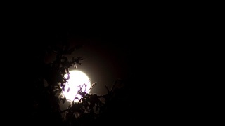 月亮在树枝上视频素材模板下载