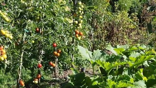 新鲜成熟和未成熟的西红柿在花园里录像视频素材模板下载