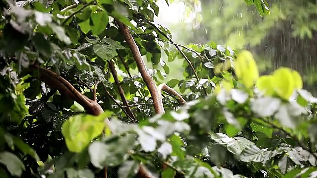 沁人心脾的雨