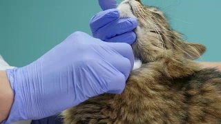 手兽医剃猫的脖子视频素材模板下载