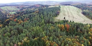 秋天森林的鸟瞰图。相机在松树和枫树上空飞行