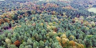 秋天森林的鸟瞰图。镜头在松树和枫树上方移动