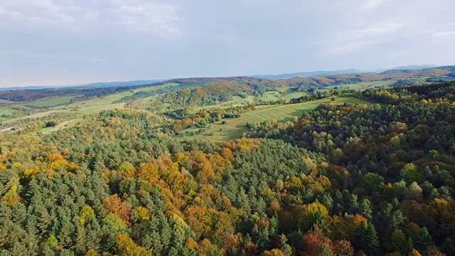 秋天森林的鸟瞰图。松树和枫树