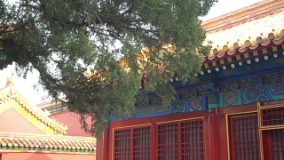 中国皇家屋顶魅力视频素材模板下载