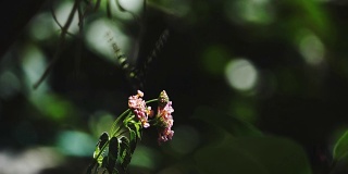 SLO MO拍摄蝴蝶飞在紫花上