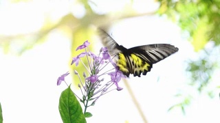 蝴蝶在紫花上飞舞的镜头视频素材模板下载