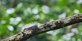 泰国森林树枝上的毛毛虫。