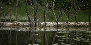 漂浮在林地溪的细芦苇