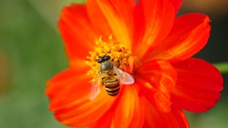 特写蜜蜂在橙花上。视频素材模板下载