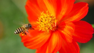 特写蜜蜂在橙花上。视频素材模板下载
