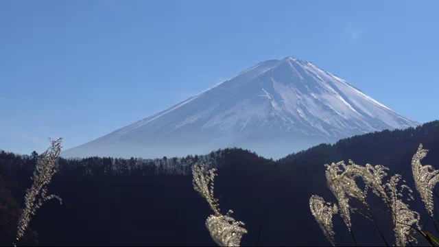 富士山蒲苇草