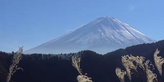 富士山蒲苇草