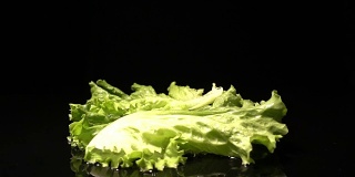 The Lettuce Leaves Are Falling