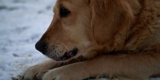 真可爱的金毛猎犬躺在雪地里，嘴里嚼着一根棍子