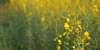 黄花绿草，自然素材背景