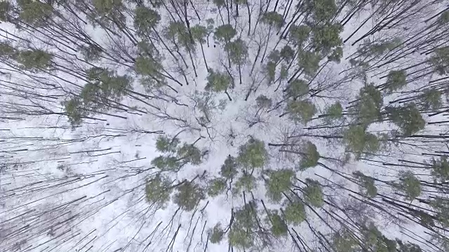 Winter forest - aerial view