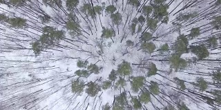 Winter forest - aerial view
