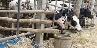泰国农村当地农场的牛在吃稻草