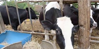 泰国农村当地农场的牛在吃稻草