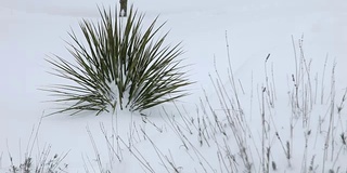 冬天和雪