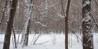 公共汽车在森林里白雪覆盖的路上行驶。