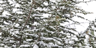 雪和松树