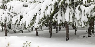 雪和松树