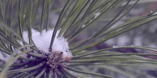 雪在松林里