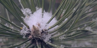 雪在松林里