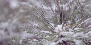 雪在松林里