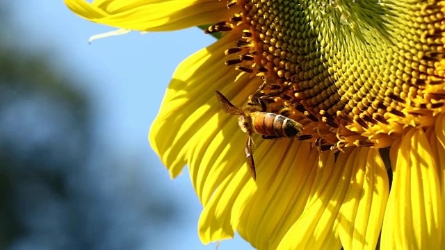 蜜蜂和向日葵花粉