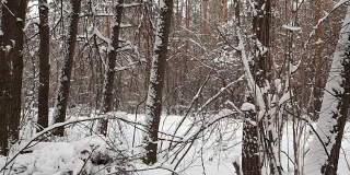 冬天，汽车沿着这条森林道路开过去。
