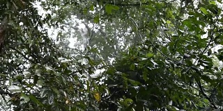 慢镜头，雨林中的雨