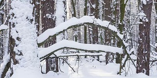 被雪困住的景观。雪后的森林。