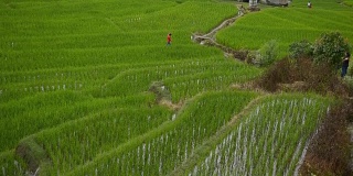 淘金:白色天空下的Pa Pong Pieng稻田