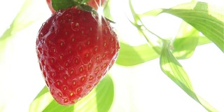 太阳光线草莓