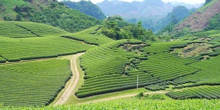 越南Moc Chau地区的WS LD茶园