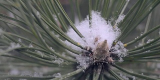 雪在松林里