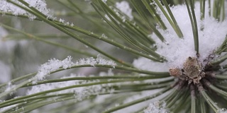 雪在松林里