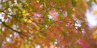 秋天的色彩在公园里