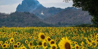 亮黄色向日葵在wat khao jeen lae，华富里，泰国