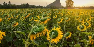 亮黄色向日葵在wat khao jeen lae，华富里，泰国
