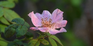 粉红色的玫瑰花粉