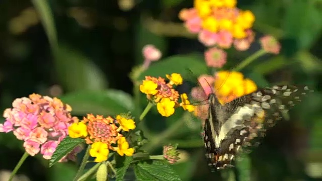 花上的蝴蝶特写，慢镜头。