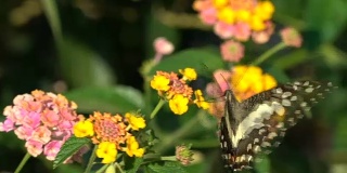 花上的蝴蝶特写，慢镜头。